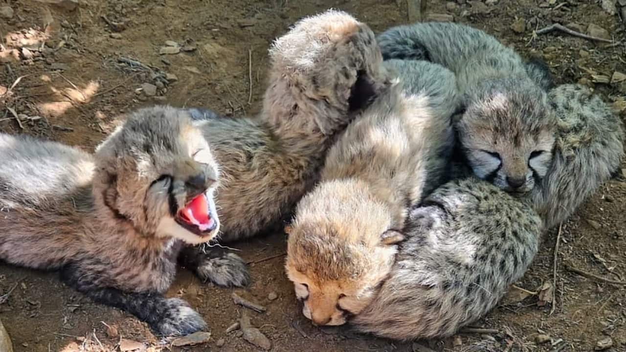 5 cheetah cubs born at Kuno to KJP21 as the mom-cheetah begins a new Botswana lineage in India