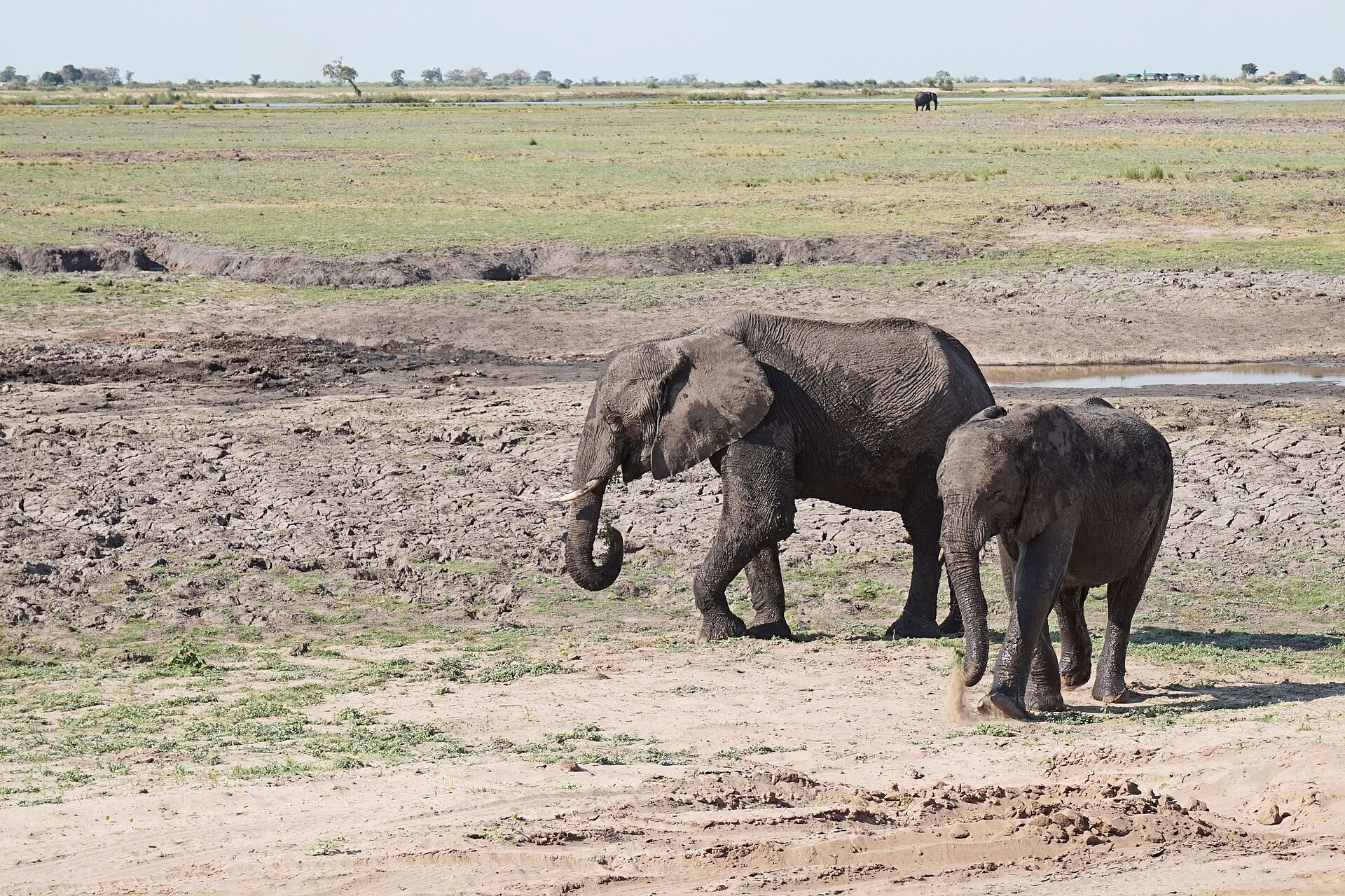 Botswana With 130,000 Elephants Says Transfers Stall